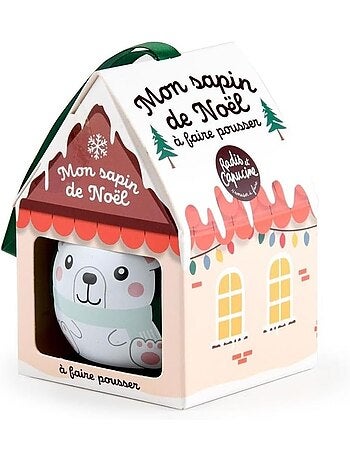 Mon sapin de Noël à faire pousser