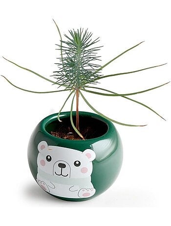 Mon sapin de Noël à faire pousser