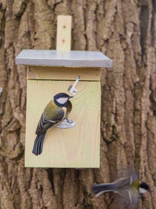 Nichoir mésange charbonnière - Kiabi