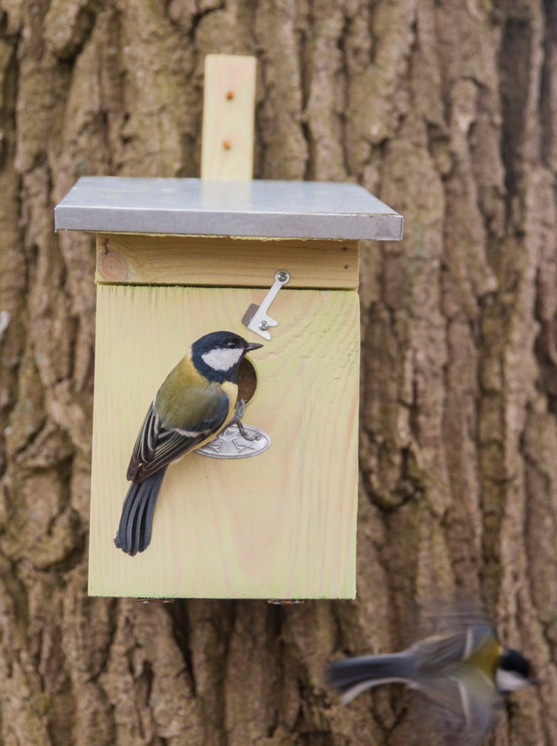 Nichoir mésange charbonnière Marron - Kiabi
