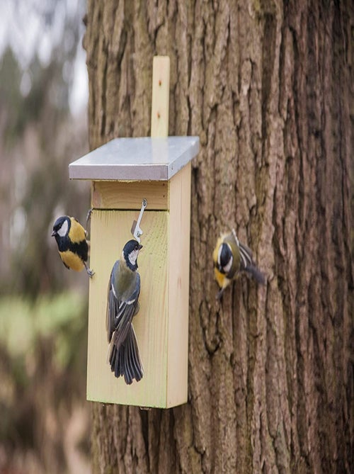 Nichoir mésange charbonnière - Kiabi