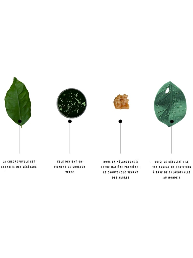 Oli & Carol - Feuille de Chlorophylle Vert - Kiabi