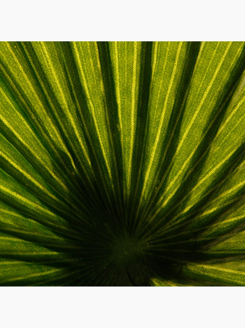 Palmier artificiel Vert - Kiabi