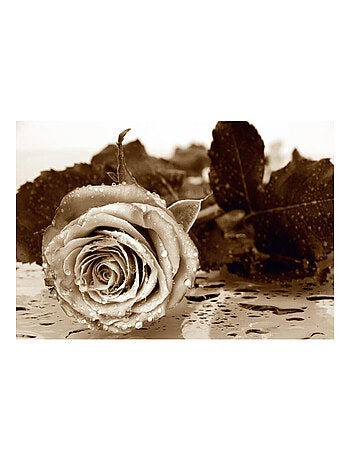 Papier peint - Rose géante couleur sépia - 360x254 cm