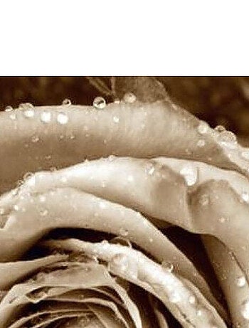 Papier peint - Rose géante couleur sépia - 360x254 cm