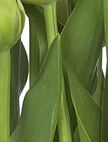 Papier Peint - Tulipes - 368 x 254 cm