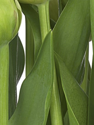 Papier Peint - Tulipes - 368 x 254 cm