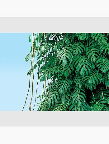 Papier peint intissé - Monstera - 375x270 cm