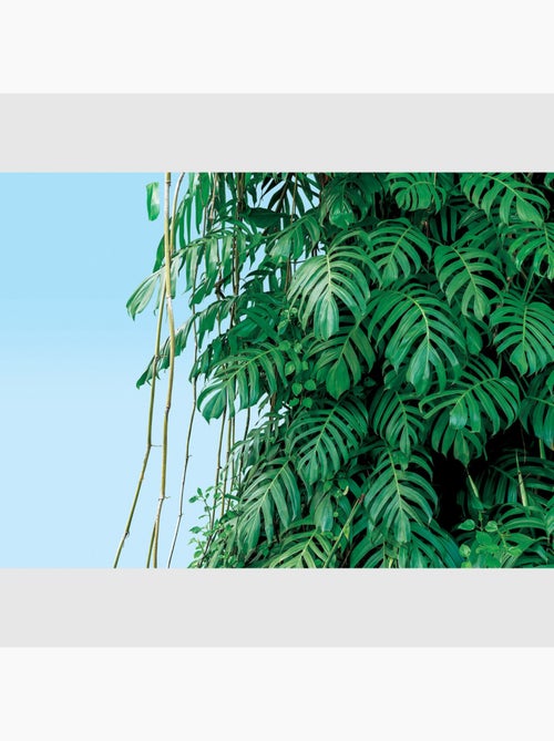 Papier peint intissé - Monstera - 375x270 cm - Kiabi
