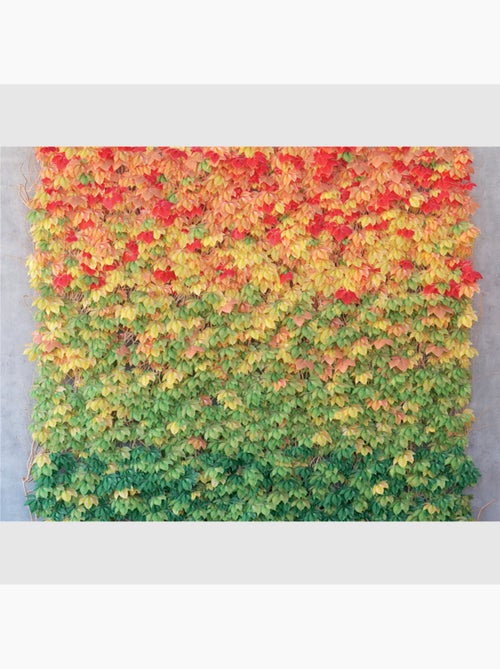 Papier peint intissé - Mur d'automne - 360x270 cm - Kiabi