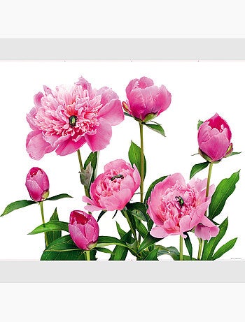 Papier peint intissé - Pivoines roses - 360x270 cm