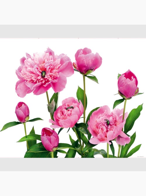 Papier peint intissé - Pivoines roses - 360x270 cm - Kiabi