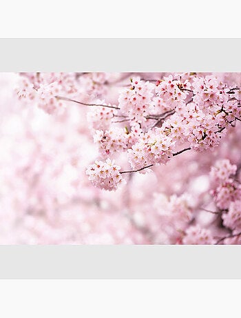 Papier peint intissé - Sakura en fleurs - 375x270 cm