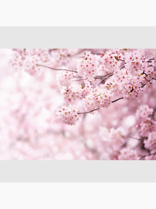 Papier peint intissé - Sakura en fleurs - 375x270 cm - Kiabi