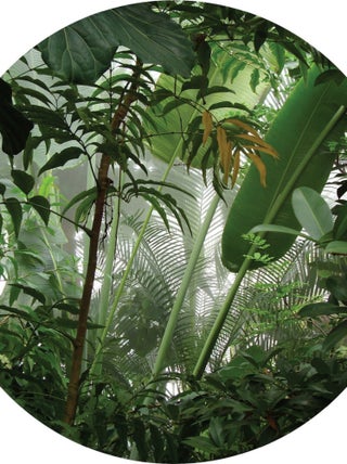 Papier peint intissé auto-adhésif rond  Thème Jungle - 70 x 70 cm