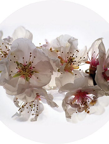 Papier peint intissé auto-adhésif rond Thème Orchidées - 70 x 70 cm