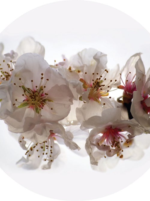 Papier peint intissé auto-adhésif rond  Thème Orchidées - 70 x 70 cm - Kiabi