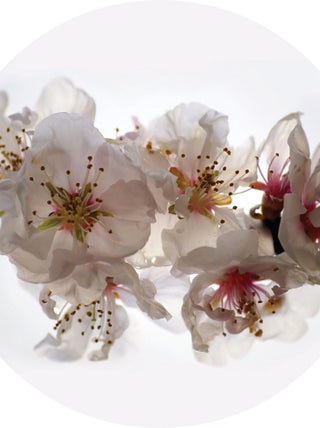 Papier peint intissé auto-adhésif rond  Thème Orchidéesflottantes - 140 x 140 cm