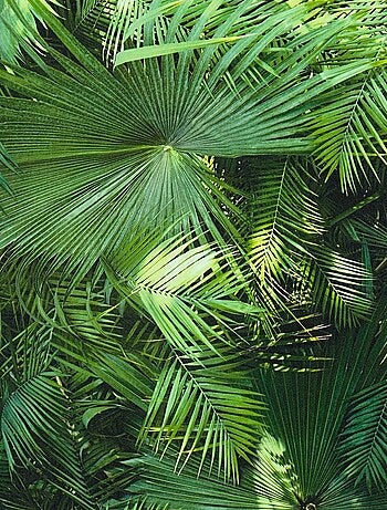 Papier peint Jungle Palm