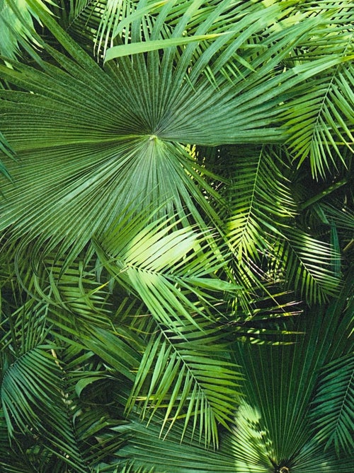 Papier peint Jungle Palm - Kiabi
