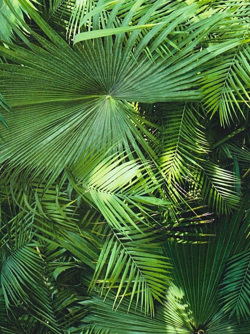 Papier peint Jungle Palm Vert - Kiabi