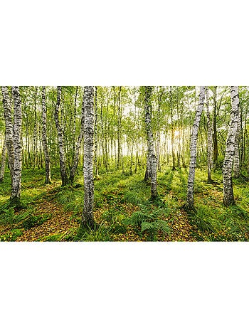 Papier peint panoramique - birch trees - taille: 400 x 250 cm