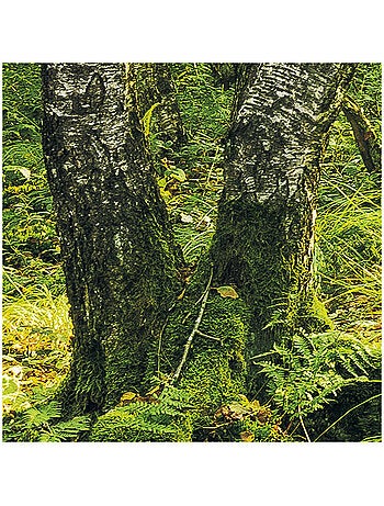Papier peint panoramique - birch trees - taille: 400 x 250 cm