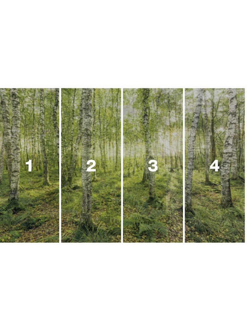 Papier peint panoramique - birch trees - taille: 400 x 250 cm Multicolore - Kiabi