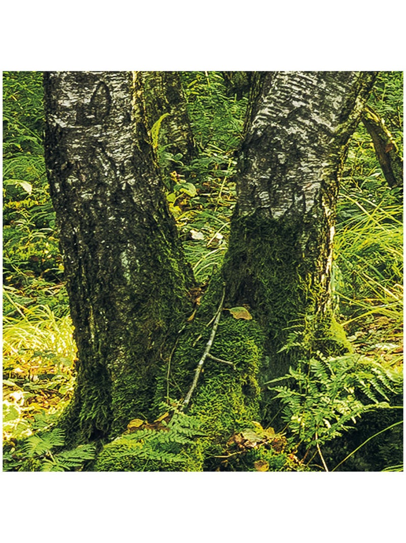 Papier peint panoramique - birch trees - taille: 400 x 250 cm Multicolore - Kiabi