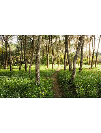 Papier peint panoramique - blütenzauberwald - taille: 450 x 280 cm