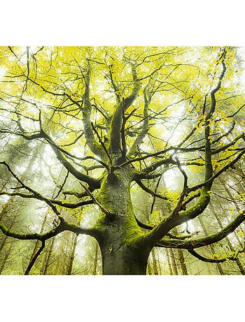 Papier peint panoramique - der traumbaum - taille: 300 x 280 cm