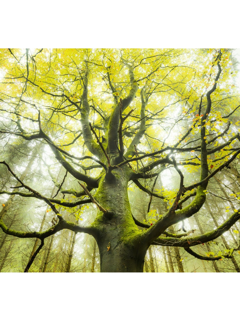 Papier peint panoramique - der traumbaum - taille: 300 x 280 cm Multicolore - Kiabi