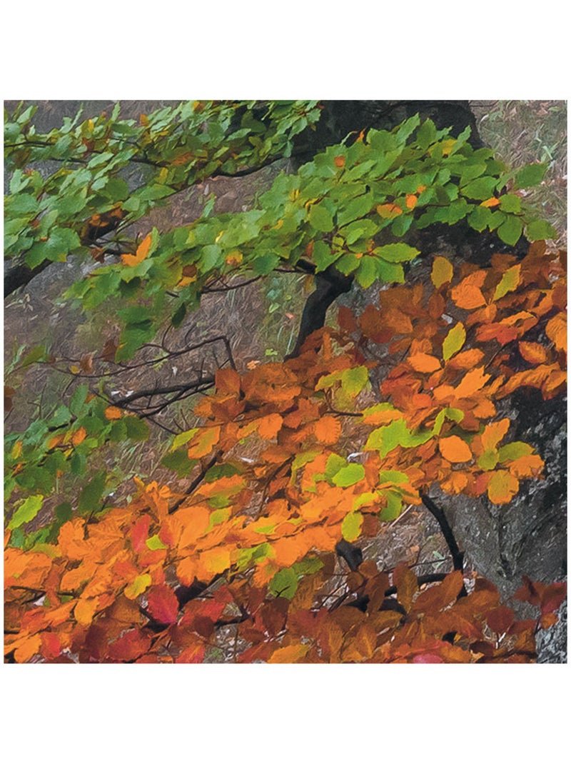 Papier peint panoramique - euphoria - taille: 300 x 200 cm Multicolore - Kiabi