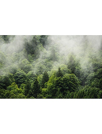 Papier peint panoramique - forest land - taille: 400 x 250 cm