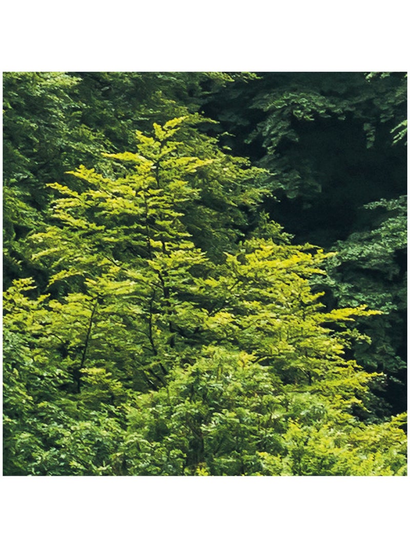 Papier peint panoramique - forest land - taille: 400 x 250 cm Multicolore - Kiabi