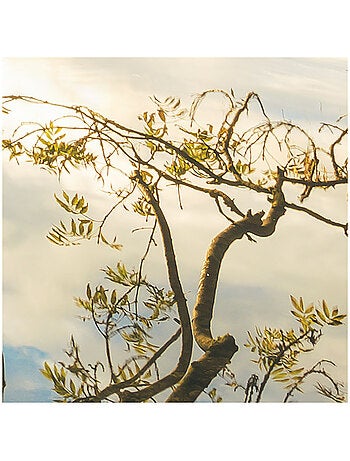 Papier peint panoramique - golden embrace - taille: 400 x 250 cm