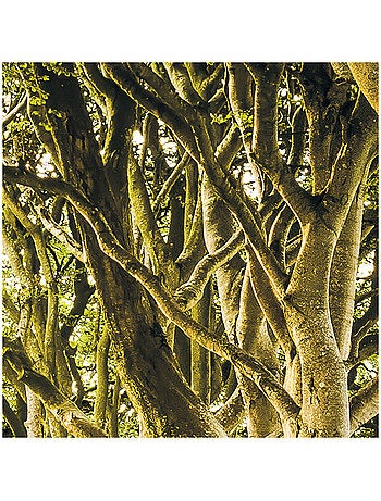 Papier peint panoramique - golden hedges - taille: 400 x 250 cm