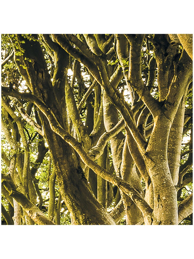 Papier peint panoramique - golden hedges - taille: 400 x 250 cm Multicolore - Kiabi