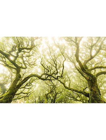Papier peint panoramique - green fire - taille: 400 x 250 cm