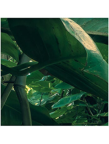 Papier peint panoramique - green leaves - taille: 450 x 280 cm