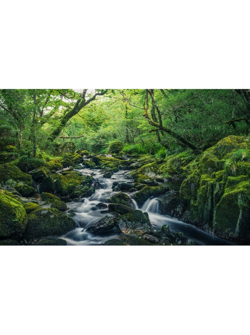 Papier peint panoramique - green tales - taille: 400 x 250 cm - Kiabi