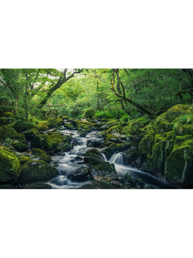 Papier peint panoramique - green tales - taille: 400 x 250 cm Multicolore - Kiabi