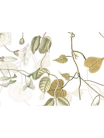 Papier peint panoramique - hedera - taille: 300 x 280 cm