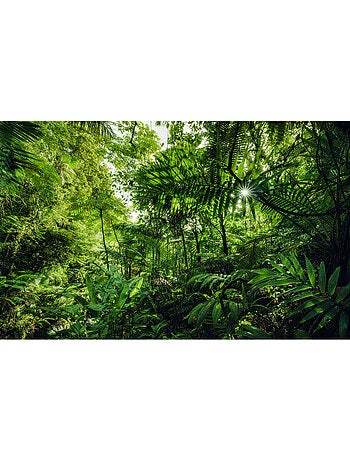 Papier peint panoramique - into the jungle - taille: 400 x 250 cm