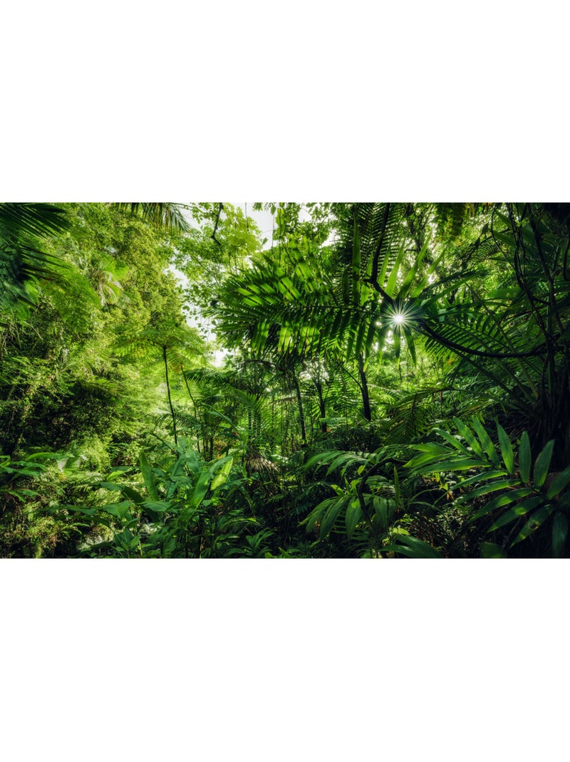 Papier peint panoramique - into the jungle - taille: 400 x 250 cm Multicolore - Kiabi