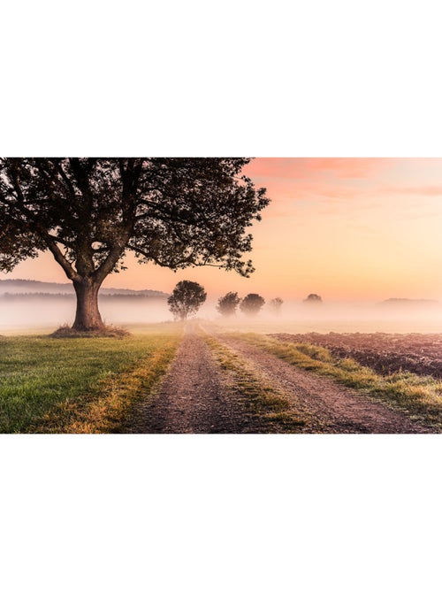 Papier peint panoramique - misty morning - taille: 400 x 250 cm - Kiabi
