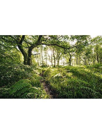 Papier peint panoramique - mystic path - taille: 400 x 250 cm