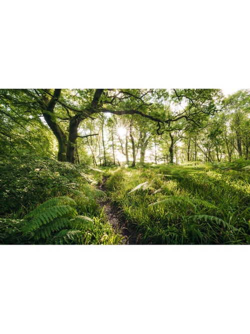 Papier peint panoramique - mystic path - taille: 400 x 250 cm - Kiabi
