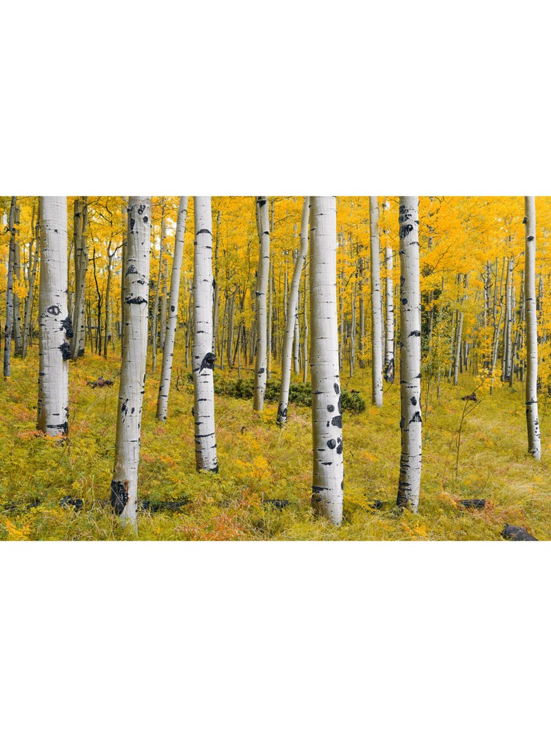 Papier peint panoramique - orange forest - taille: 400 x 250 cm Multicolore - Kiabi