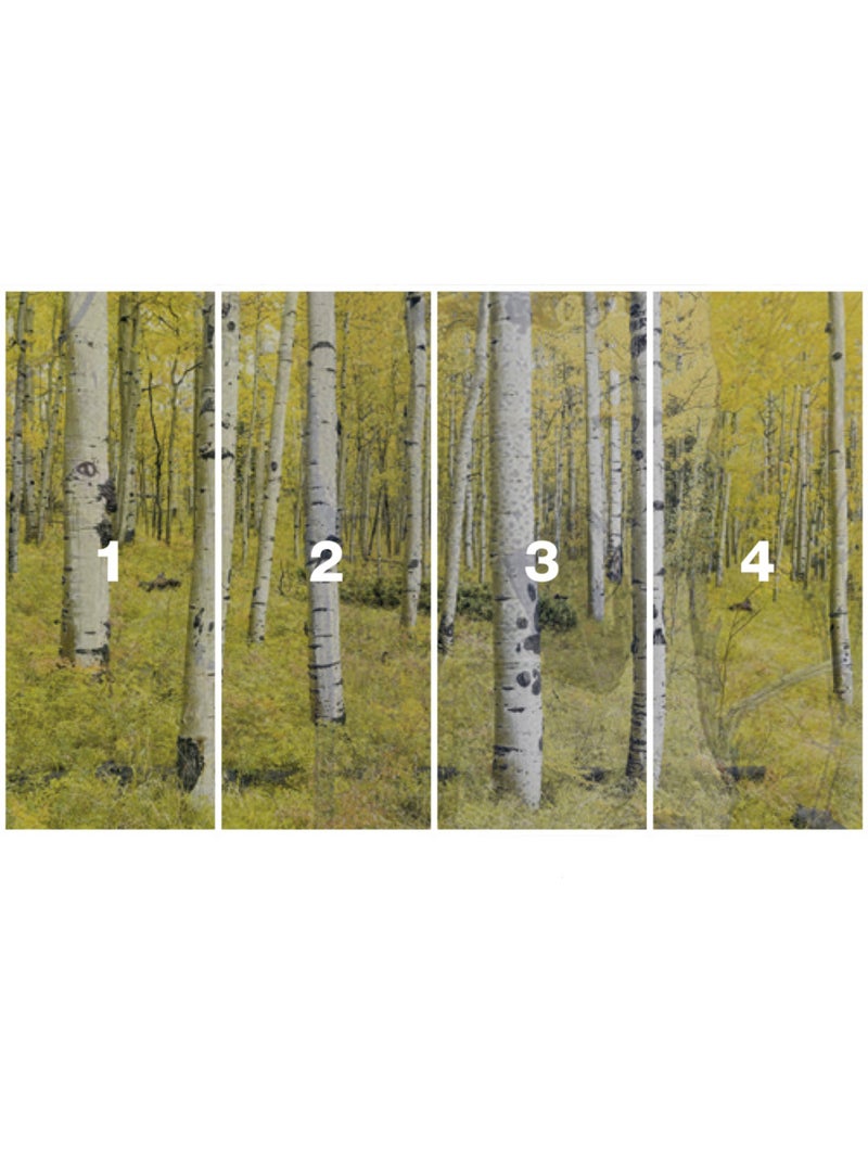 Papier peint panoramique - orange forest - taille: 400 x 250 cm Multicolore - Kiabi